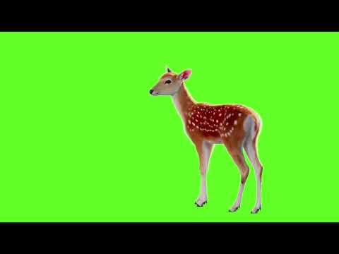Deer Green Screen Video | Copyright free @greenscreenstudio8099