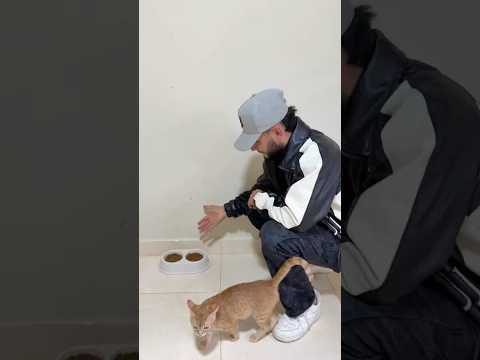Hoy nos tocó dejar sola a Artemisa, pero antes le cambiamos su bebedero y le arreglamos todo🥺🐈