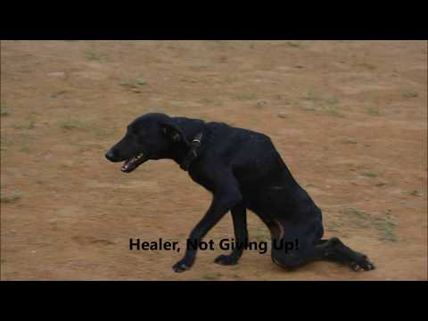 "Healer"- Heartbreak To Hope: Dog Paralyzed In Car Accident Stands Again