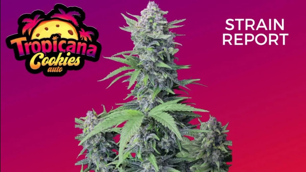 TROPICANA COOKIES AUTO 