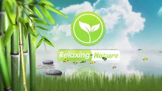 Relaxing Sound of Rain in Evening, Amazing , soothing, Harmony with Nature, Beautiful