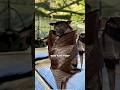 How Bats Actually Poop