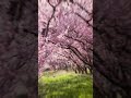 Suna Suna Hai Jahan Song Beautiful Nature Status
