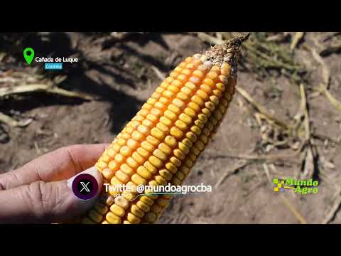 🔸🌽Cañada de Luque: La 17ª Jornada de Maíz reveló un escenario promisorio para el grano tardío