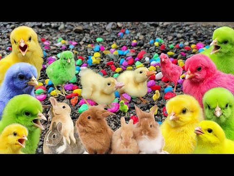 , title : 'Get Decorative Chickens, Cute Chickens, Colorful Chickens, Rabbits, Cats, Ducks, Cute Animals#04'
