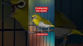 Download lagu pleci bustomi gacor ngalas #plecigacor mp3