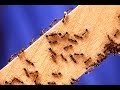 HOW TO KILL FIRE ANTS ~ DEAD ! 