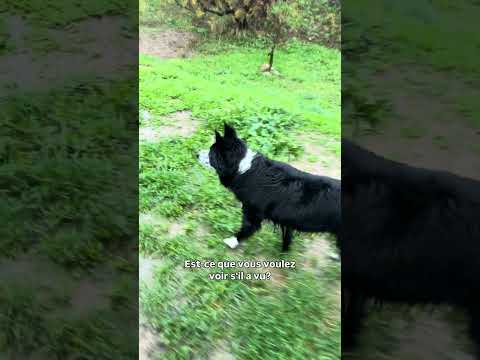 Il voit la dame blanche 😅