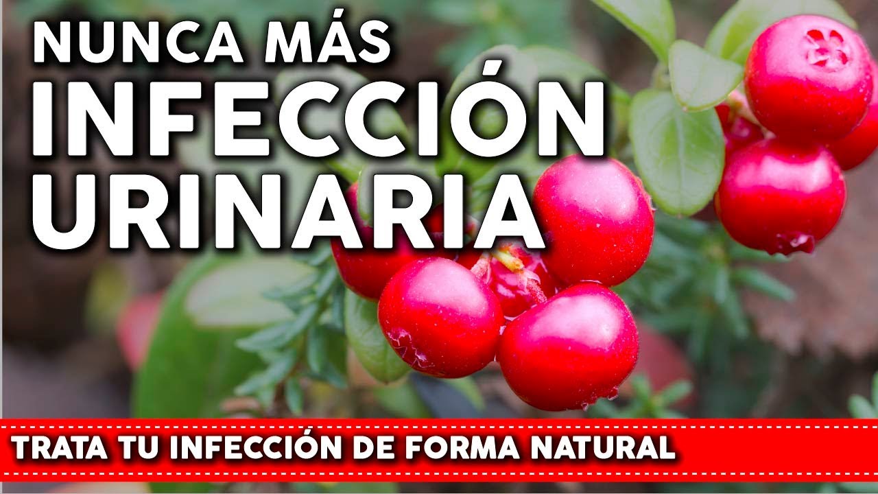 6 Plantas que previenen la INFECCIÓN URINARIA – Como usarlas y cultivarlas en tu huerta o jardin