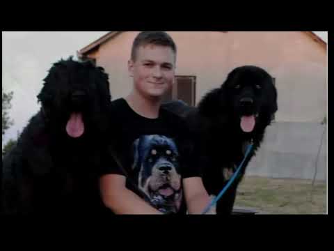 Dunavsko popodne 31.8, gost Nikola Stojković