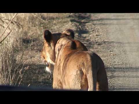Lioness vs Giraffe - Day 2 - 5 - Lioness single handedly takes down Giraffe