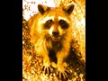 AGGRESSIVE MALE RACCOON GROWLING SOUND - Scare away female raccoons in your attic.
