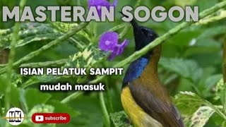 Download lagu MASTERAN SOGON ISIAN PELATUK SAMPIT mp3