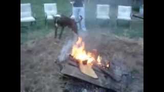 Крутые собаки