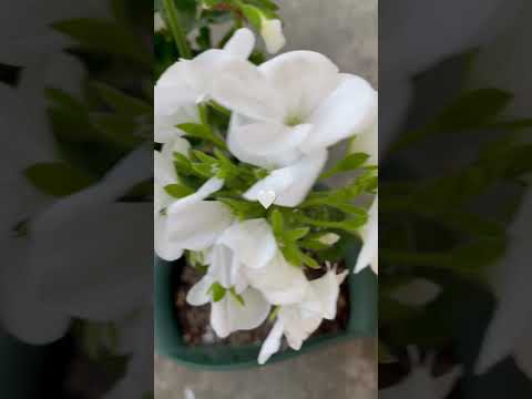 庭や屋内でゼラニウムと組み合わせる植物はどれですか？どういう基準で？  庭園