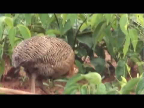 download lagu mp3 mp4 Lambu Perdiz, download lagu Lambu Perdiz gratis, unduh video klip Lambu Perdiz