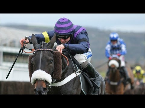 Three horses die at Cheltenham races – one of them live on TV