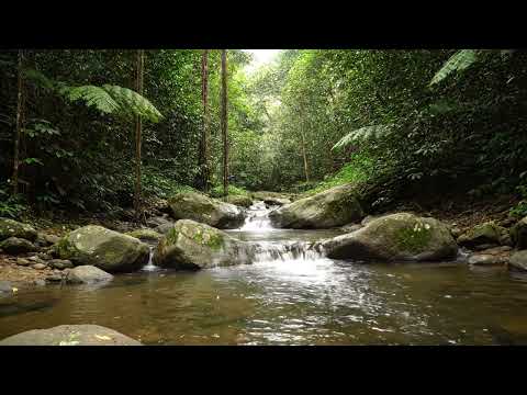 ASMR a gentle river flows through dense rainforest in Kalimantan | Deep Earth Sounds