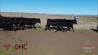 15 Novillos de 285 kg - Grupo de Hacienda Cooperativo - Plaza Ganadera