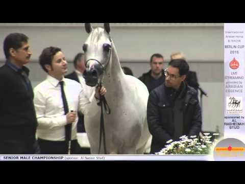 First place Berlin Cup Werder 2015 - Senior Stallion Championship (Class 20) - N.48 NADER AL SHAQAB