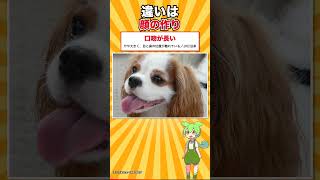 【犬種シリーズ #19】頭の斑のために規格が余白を空けさせる犬｜キャバリア