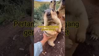 Download lagu Siapa yang Tahan Kalau Pegang Ini? 🥰 mp3 Download lagu Siapa yang Tahan Kalau Pegang Ini? 🥰 mp3