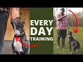 5 Dog Training Exercises You Should Do EVERY DAY At Home
