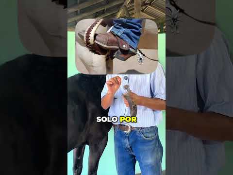 Westside Cowboy: espuelas, llantos mancunianos y mucho flow