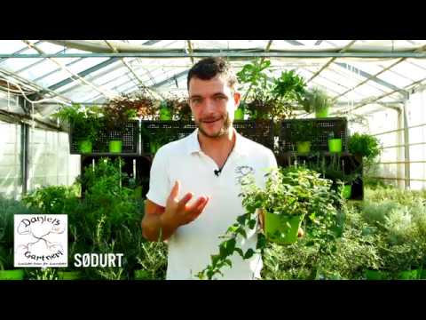 Daniel's Gartneri - Sødurt