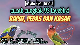 Download lagu Masteran Burung Paling Ampuh || Kombinasi Cucak Cungkok VS Lovebird Gacor || Jeda Suara Air Mengalir mp3 Download lagu Masteran Burung Paling Ampuh || Kombinasi Cucak Cungkok VS Lovebird Gacor || Jeda Suara Air Mengalir mp3