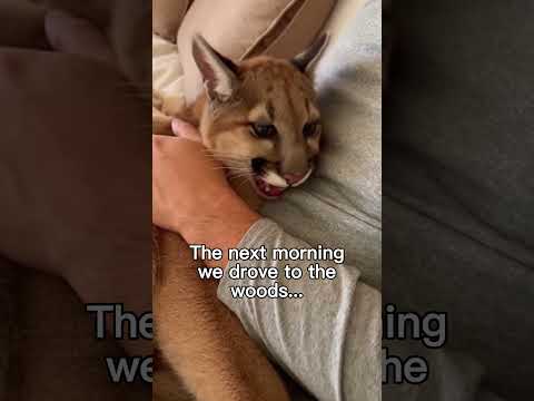 Mountain lion was saved before it was too late❤️ #wholesome #animals