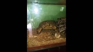 Boa Reptiles Videos