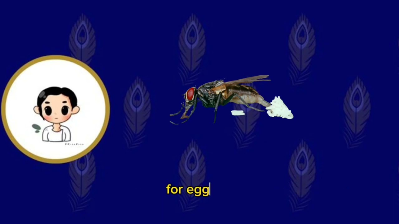 Lesson 22 - Life cycle of fly