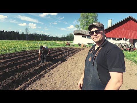 Vi sätter potatis 2019!