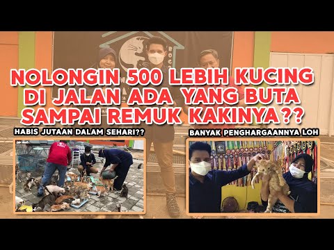 RESCUE 500 KUCING JALANAN || Ada Yang Kakinya Remuk & Buta