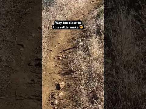 This rattle snake was huge🤯