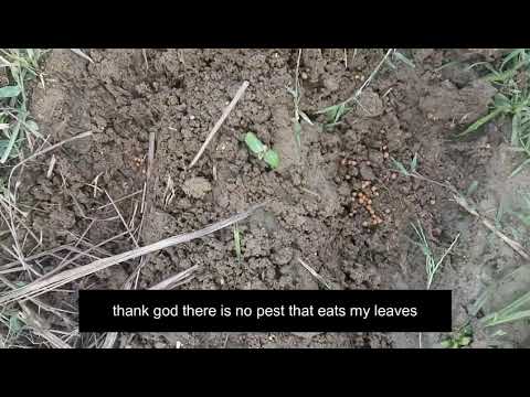 Wekkly vlog 5 : Observing pest & Watering