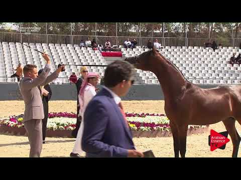 N.188 MFAKHER ATHBAH - Asharqia Classic 2018