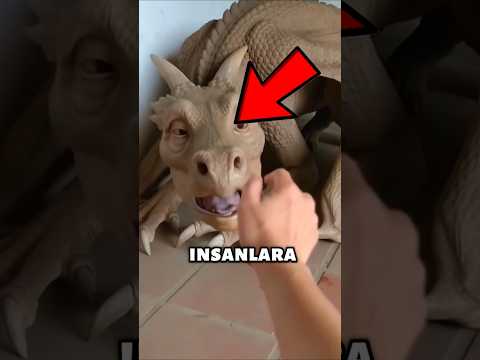 İnsanlarla En Güçlü Bağı Kuran 5 Hayvan ❤️🥹