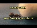 Новая матка. Serviformica cunicularia. 