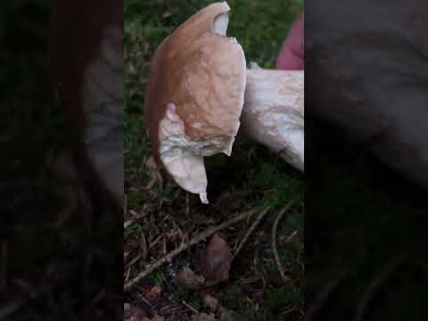 Gemeiner Steinpilz 🍴 [Boletus Edulis] #pilze #fungi #boletus #boletusedulis #porcini #mushroom