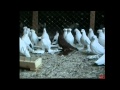North Kavkaz Tumbler Pigeons In Russia [PART 1 ...