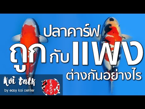 ปลาคาร์ฟหลักพันกับหลักแสนต่างกันตรงไหน