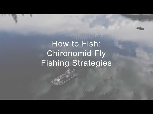 Video Pronunciation of chironomid in English