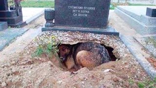people thought this dog was grieving for her lost owner until a stranger discovered her secret_x264