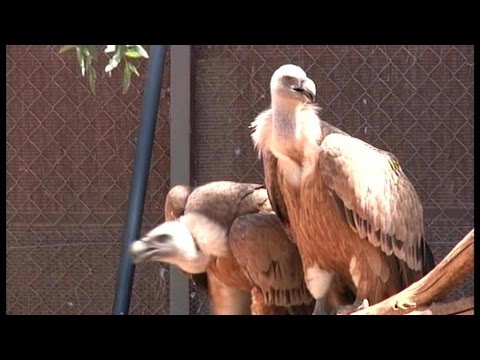 Spanien: Tödliche Gefahr für Europas Geier | Europa aktuell