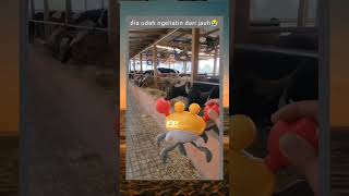 Download lagu 🐮:gue udah muak #short #funny #meme #memesdaily mp3 Download lagu 🐮:gue udah muak #short #funny #meme #memesdaily mp3