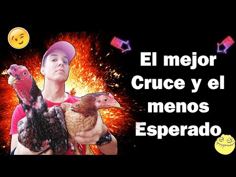 , title : 'El Cruce más Fuerte Para obtener las mejores CRÍAS de Gallina. Absil Puro v/s Criolla  elzaceta'