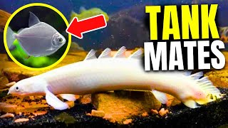 15 Best Bichir Tank Mates