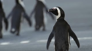 Penguin Crosses Cape Town To Find Mate | Cities: Nature's New Wild | BBC Earth